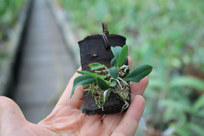 Sophronitis rosea.jpg