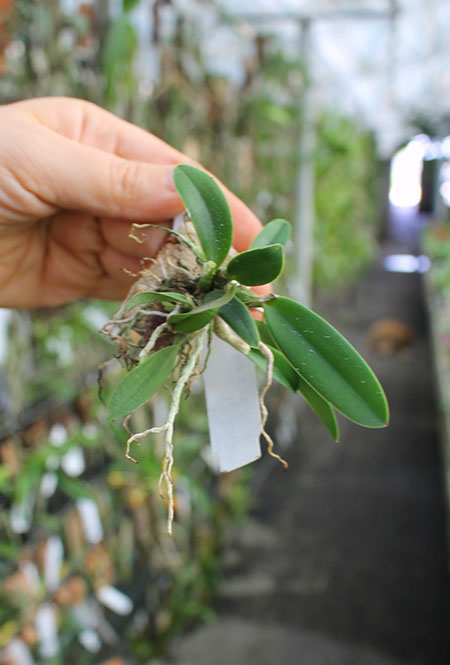 Sophronitis brevipedunculata.jpg