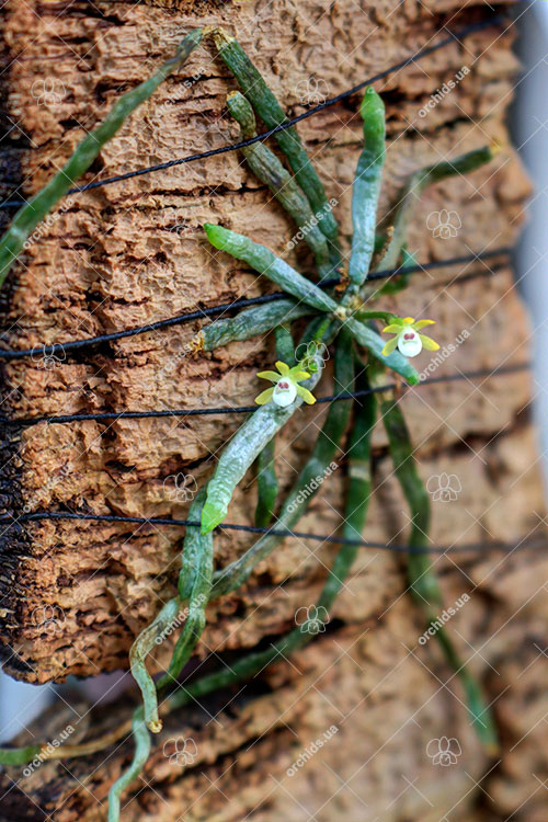 Taeniophyllum obtusum.jpg