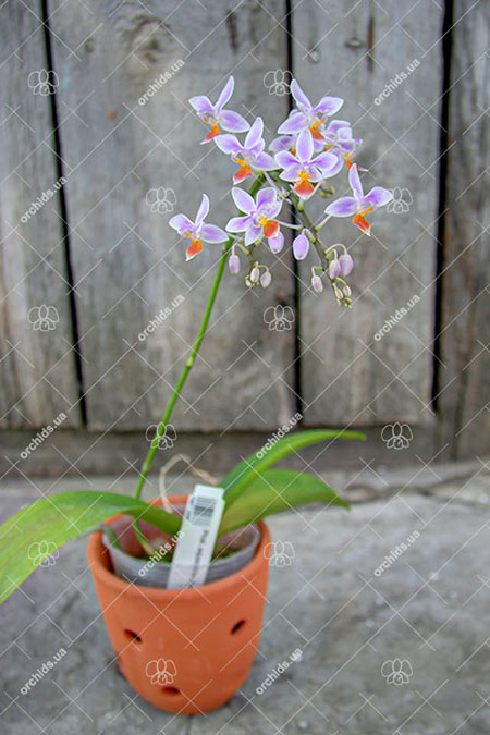 Phalaenopsis equestris (orange lip).jpg