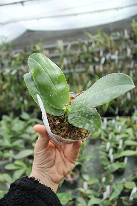 Phalaenopsis bellina coerulea.jpg