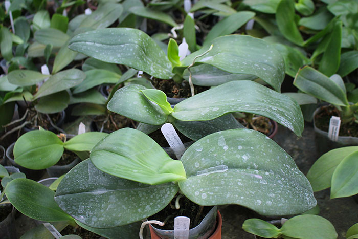 Phalaenopsis (gigantea - KS Red Cherry) ’Prince’ x gigantea.jpg