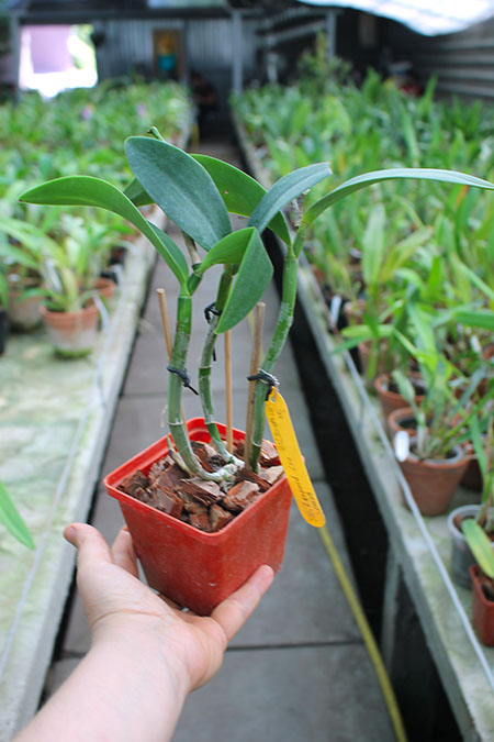 Sophrolaeliocattleya Leopard Lou.jpg