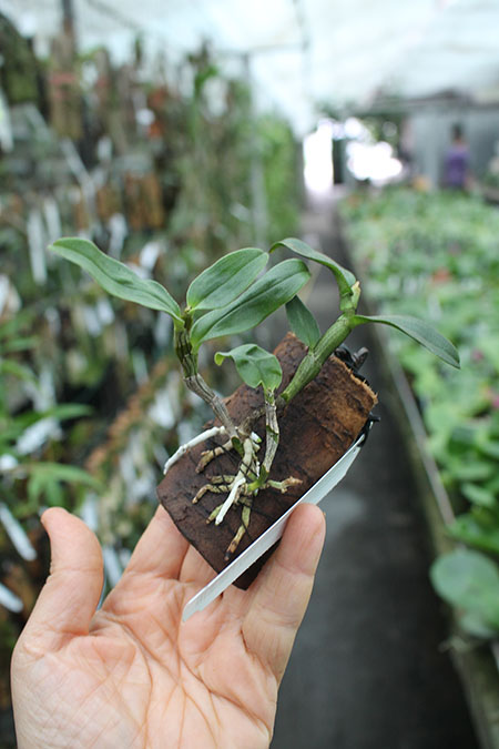 Dendrobium tobaense Giant Typ.jpg