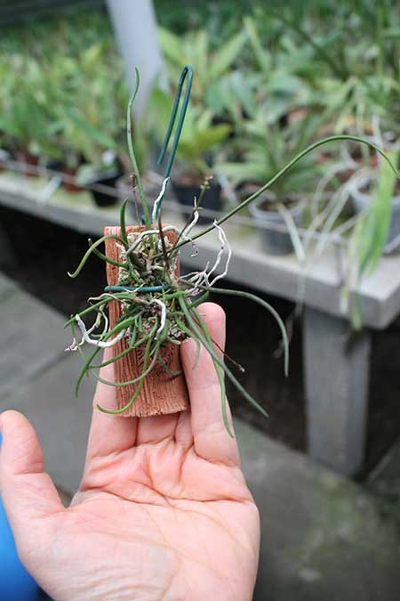 Cordiglottis fulgens.jpg