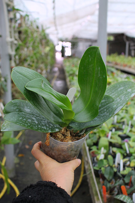 Phalaenopsis Sogo Relex 'F-1661'.jpg