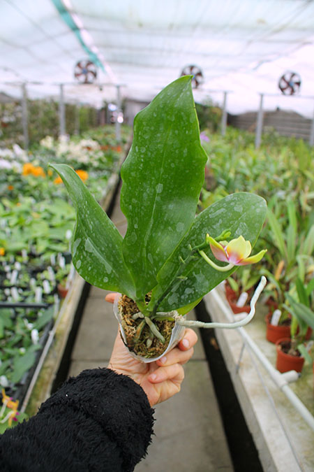 Phalaenopsis Tying Shin Fly Eagle 'TS-66'.jpg