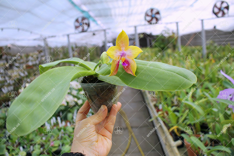 Phalaenopsis LD's Bear King 'YK-14' x Miro Super Star.jpg