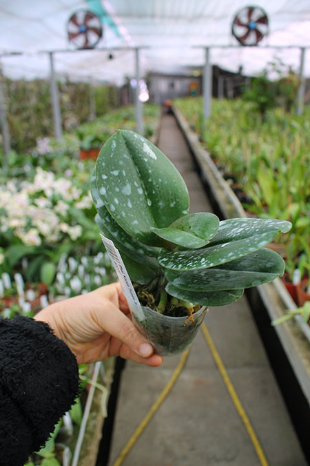 Phalaenopsis Kaoda Twinkle 'Black Shoot'.jpg