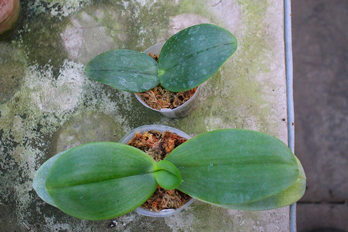 Phalaenopsis gigantea 'Meir #1'.jpg