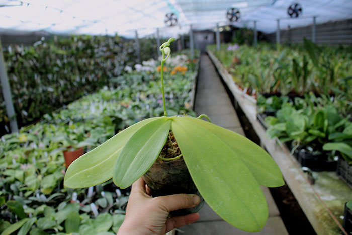 Phalaenopsis Lyndon Equator Jewel (Buena Jewel x equestris alba).jpg