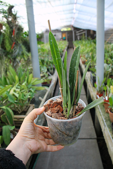 Brassocattleya Tsiku Archangel.jpg