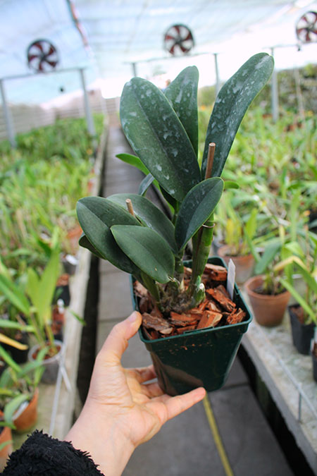 Cattlianthe Doris and Byron 'Christmas Rose'.jpg