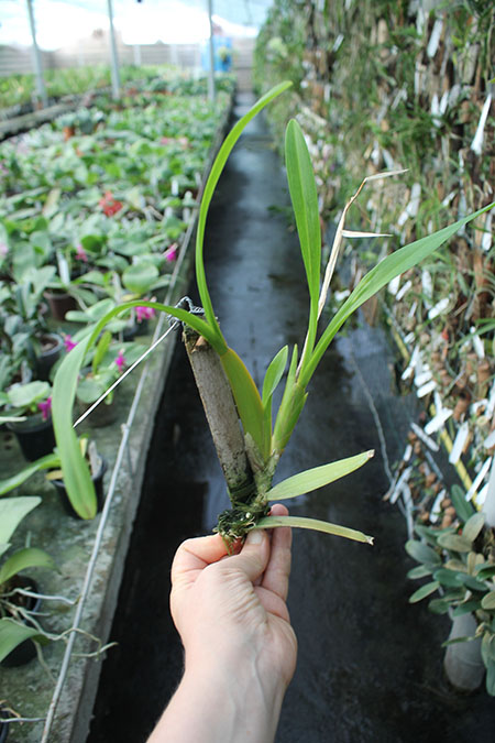 Miltonia flavescens.jpg