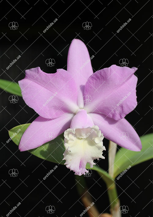 Cattleya Chian-Tzy Loddisong 'Summer Beauty'.jpg