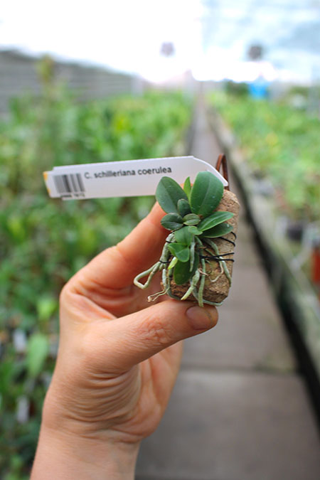 Cattleya schilleriana coerulea.jpg