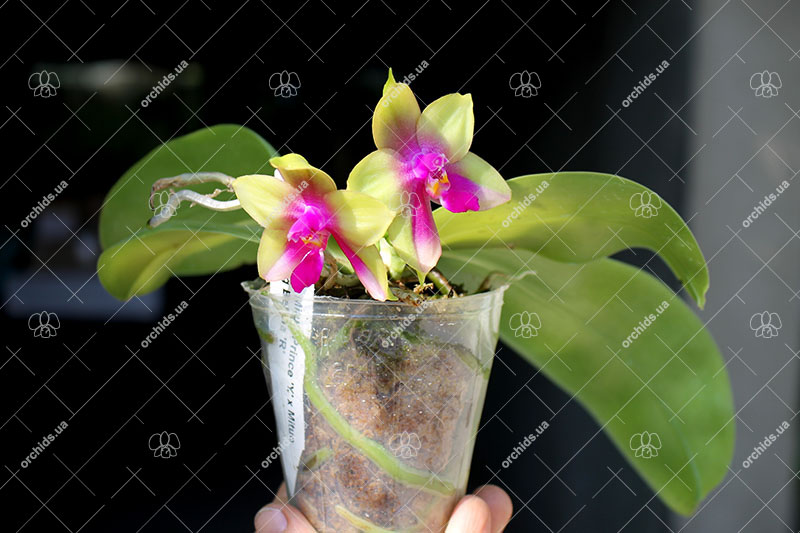 Phalaenopsis Mituo Prince 'Y' x Mituo King Bellina 'R'.jpg