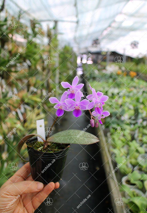 Phalaenopsis Venus.jpg