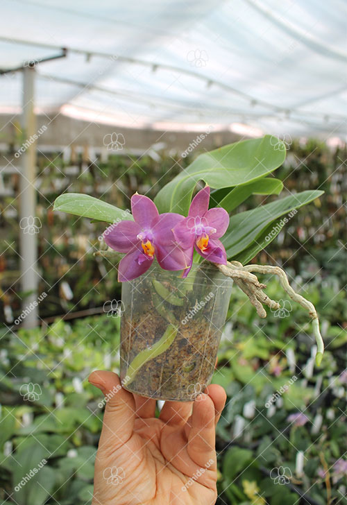 Phalaenopsis LD's Bear King x LD Purple 3S.jpg