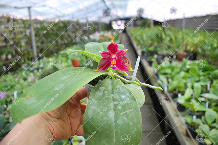 Phalaenopsis Nobby’s Green Eagle x (Sogo Kaiulani-Dragon Tree Eagle).jpg