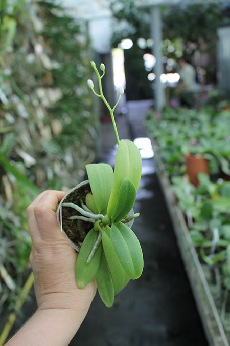 Phalaenopsis Meidarland Pulcheglad Blue.jpg