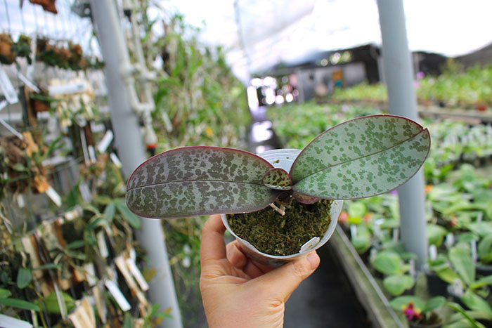 Phalaenopsis stuartiana yellow 'Joseph Wu'.jpg