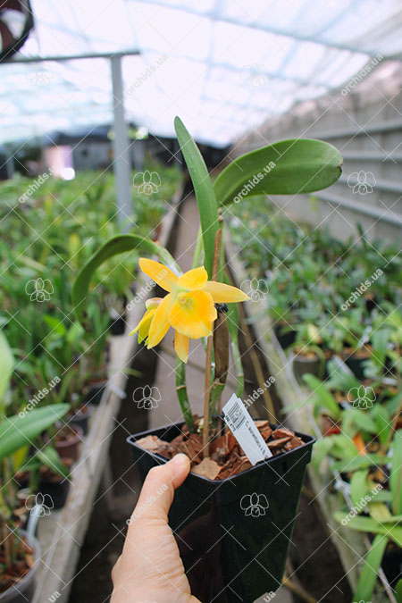 Cattleya aurantiaca x Brassavola glauca.jpg