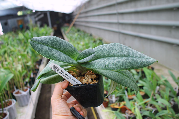 Paphiopedilum Shen-Liu Wenshankolo x wenshanense.jpg