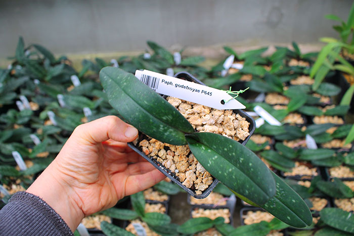 Paphiopedilum godefroyae P645.jpg