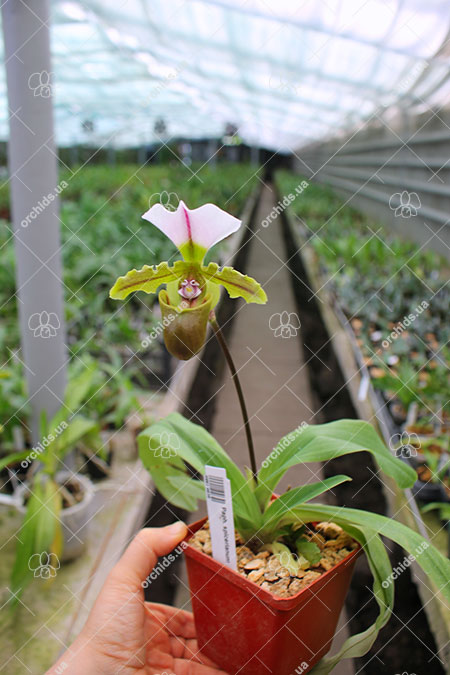 Paphiopedilum spicerianum.jpg