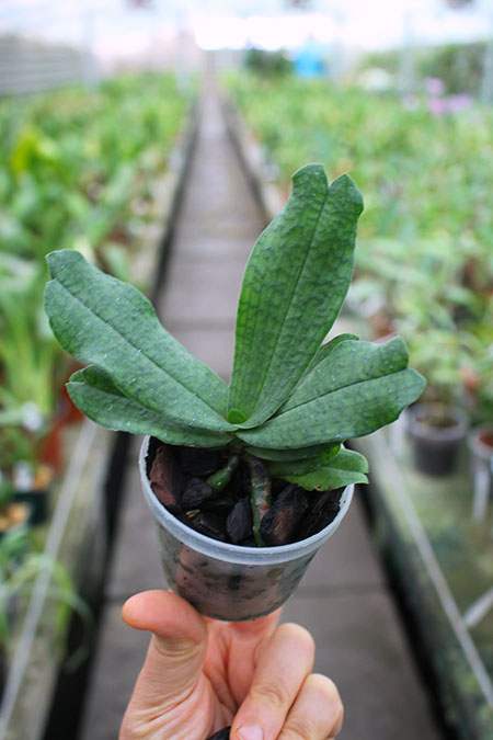 Aerangis somalensis.jpg