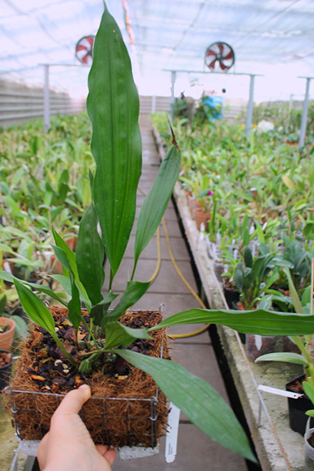 Stanhopea tigrina.jpg