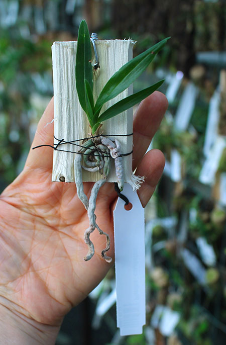 Plectrelminthus caudatus.jpg