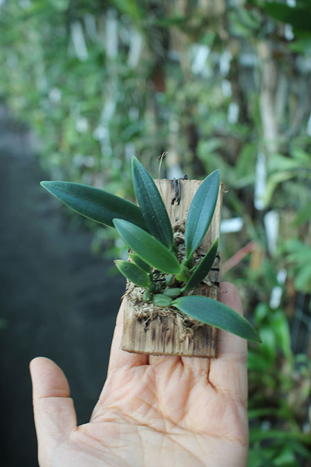 Bulbophyllum tingabarinum.jpg
