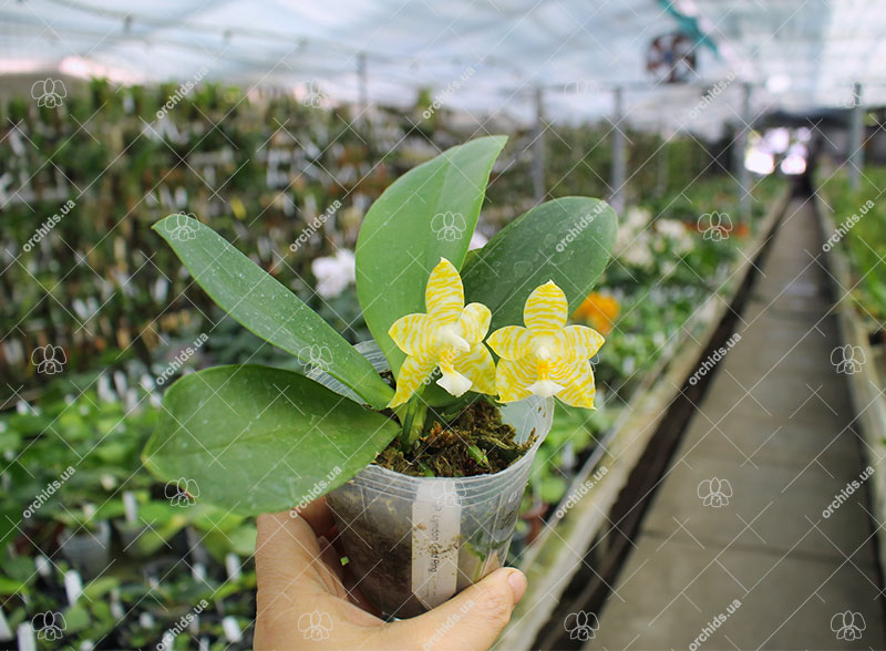 Phalaenopsis Lyndon Gold Ring.jpg