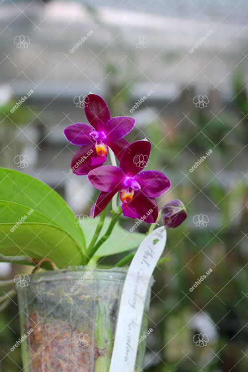 Phalaenopsis Chienlung Kaiulani.jpg