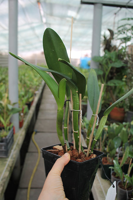 Rhyncholaeliocattleya Mem John Yee 'Halona'.jpg