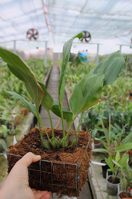 Stanhopea connata.jpg