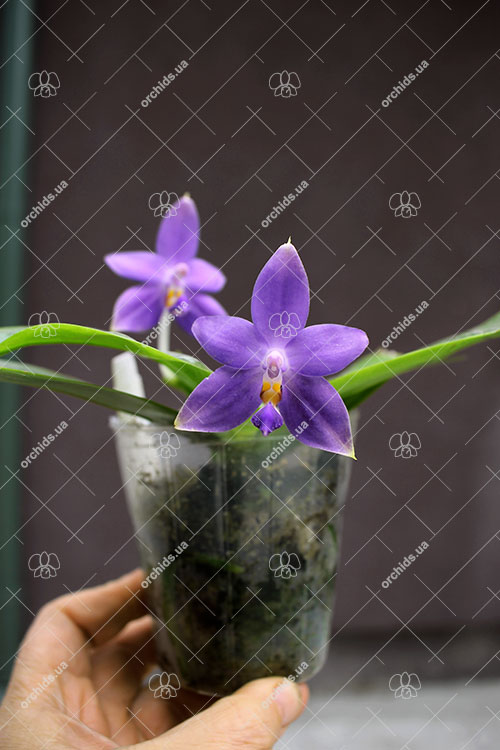 Phalaenopsis violacea indigo x ((tetraspis x speciosa) x violacea indigo).jpg