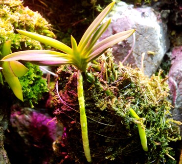 Neofinetia falcata &quot;Aojiku Yoroidoshi&quot;