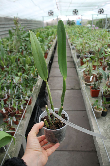 Cattleya maxima alba 'Drago'.jpg
