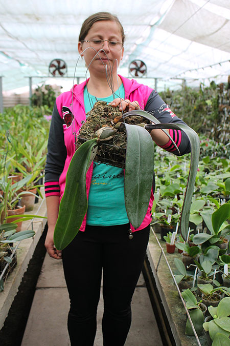Bulbophyllum phalaenopsis.jpg