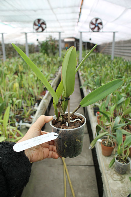 Cattleya maxima coerulea 'Dark'.jpg