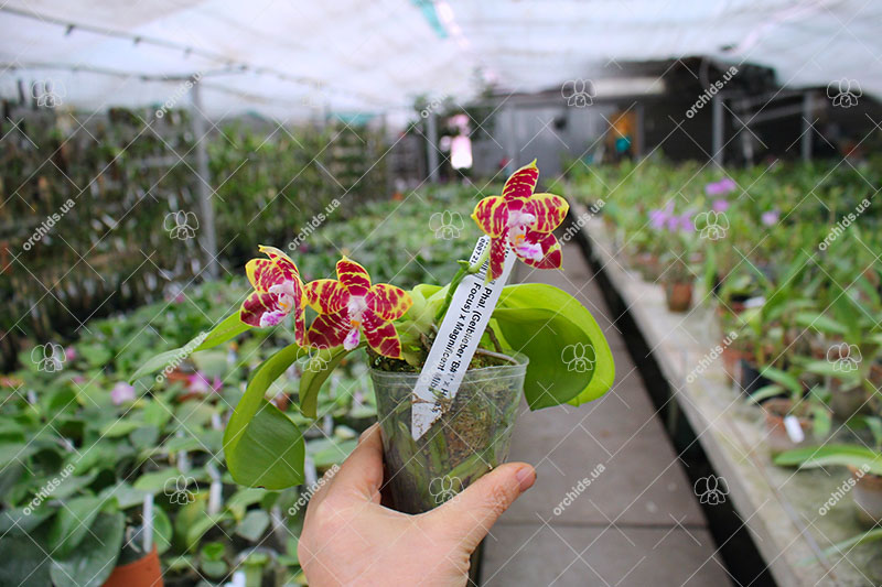 Phalaenopsis (Gelblieber 'B#1' x Hsia's Focus) x Magnificent Mibs.jpg