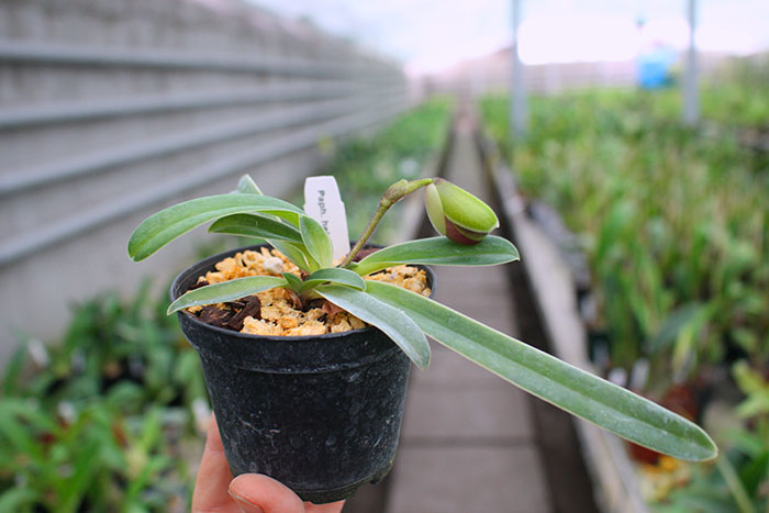 Paphiopedilum helenae.jpg
