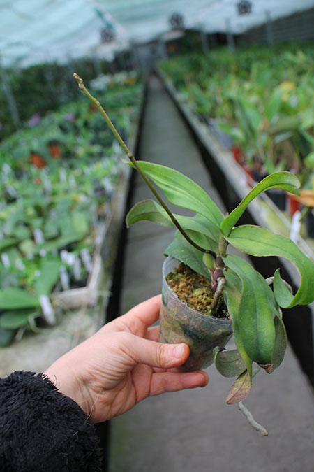 Renanthopsis Chienlung Little Beauty.jpg