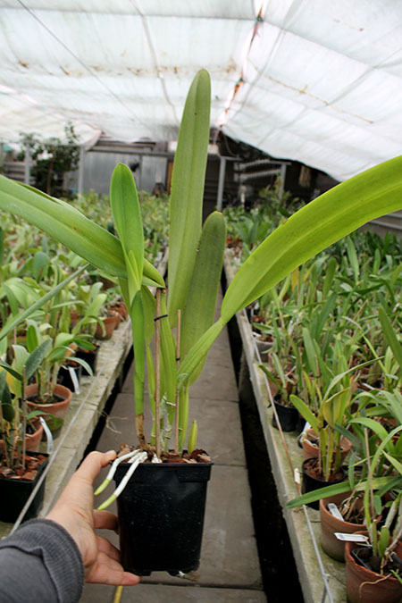 Laelia purpurata sanguinea x striata.jpg