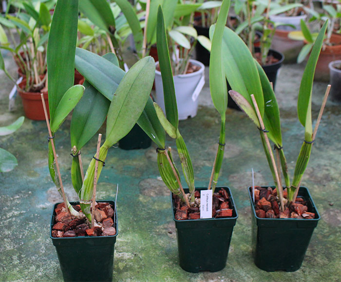 Cattleya mendelii.jpg