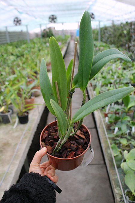 Cattleya maxima 'Peruana' x SELF.jpg