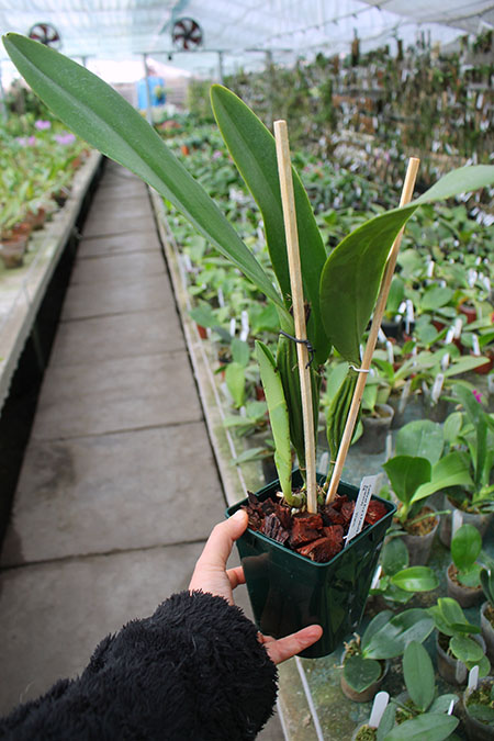 Cattleya Eva's Fabula Rosada (schroederae x dowiana).jpg